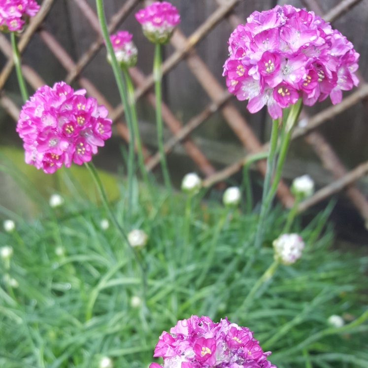 Plant image Armeria pseudarmeria 'Ballerina Purple Rose'