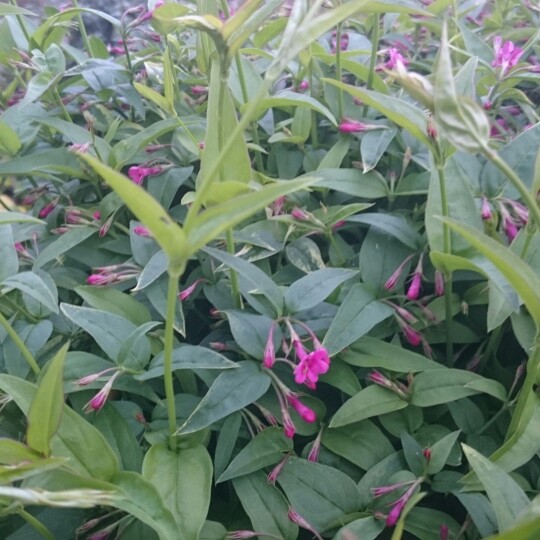 Plant image Jasminum x stephanense