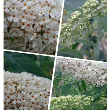 Butterfly Bush 'Marbled White'