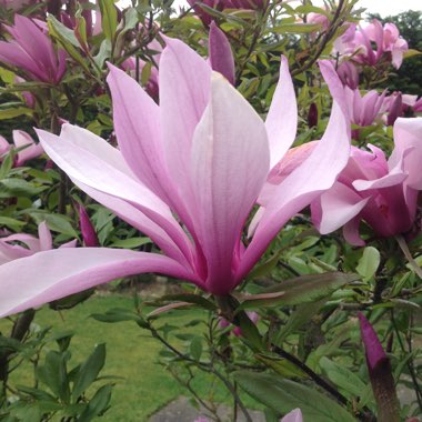 Magnolia