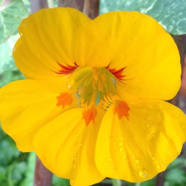 Nasturtium 'African Queen'