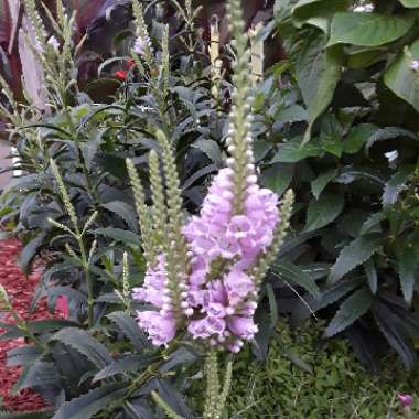 Obedient plant