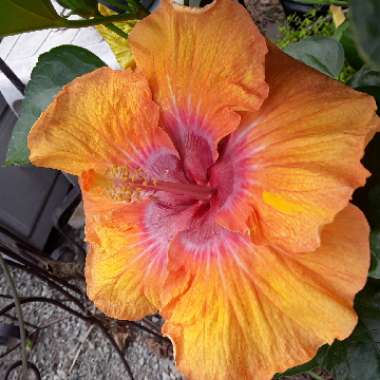 Hibiscus 'Hawaiian Sunset'