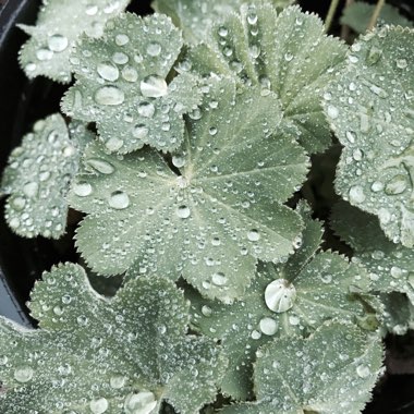 Alchemilla mollis