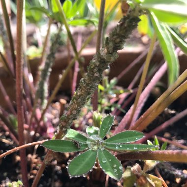 Lupinus pilosus