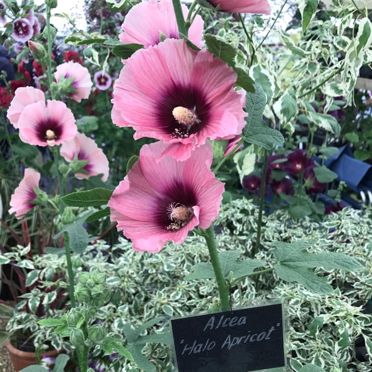 Plant image Alcea rosea 'Halo Apricot' (Halo Series)