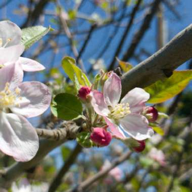 Apple 'Greensleeves'