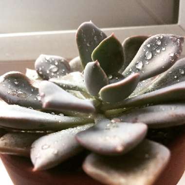 xGraptoveria Debbi