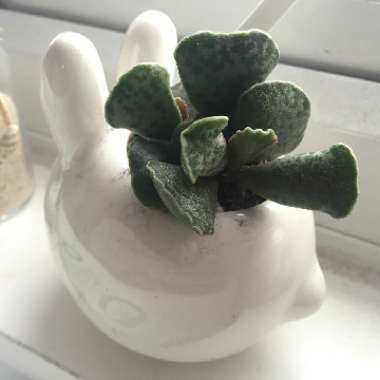 Adromischus cooperi