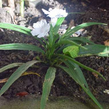 Ruellia simplex