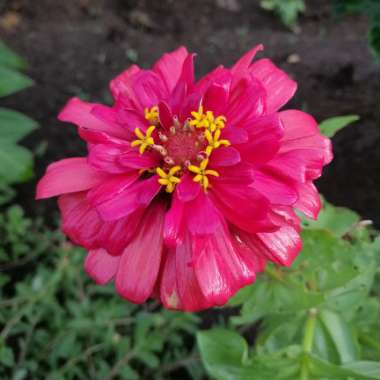 Zinnia