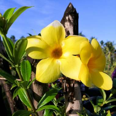 Miniature Allamanda