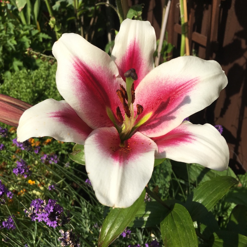 Plant image Hemerocallis middendorffii var. esculenta