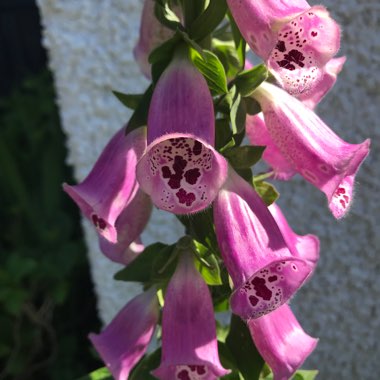 Foxglove