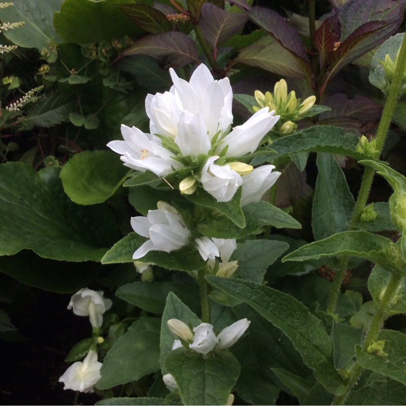 Plant image Campanula glomerata 'Alba'