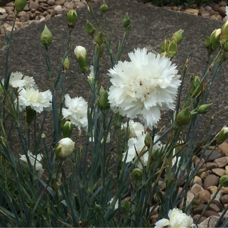 Plant image Dianthus 'Memories'