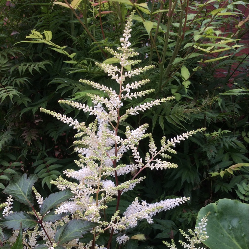 Plant image Astilbe japonica 'Washington'