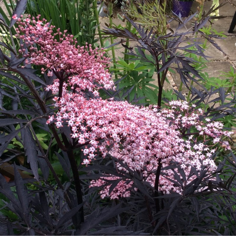 Sambucus nigra f. porphyrophylla 'Eva' syn. Sambucus nigra f. porphyrophylla 'Black Lace', Sambucus nigra 'Black Lace'