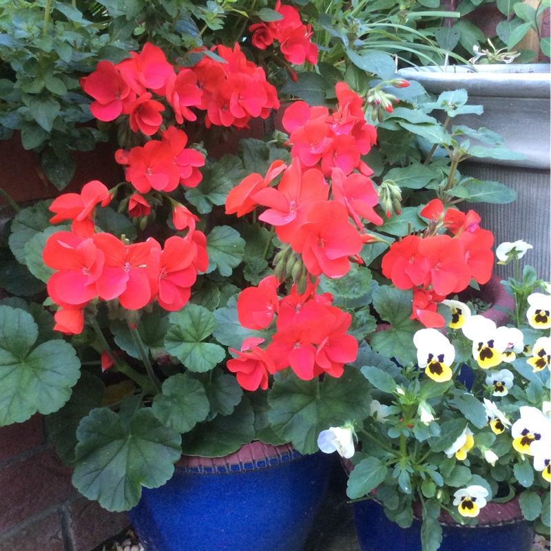 Plant image Pelargonium 'Duebezre' (Big EEZE Series) syn. Pelargonium 'Big EEZE Red'