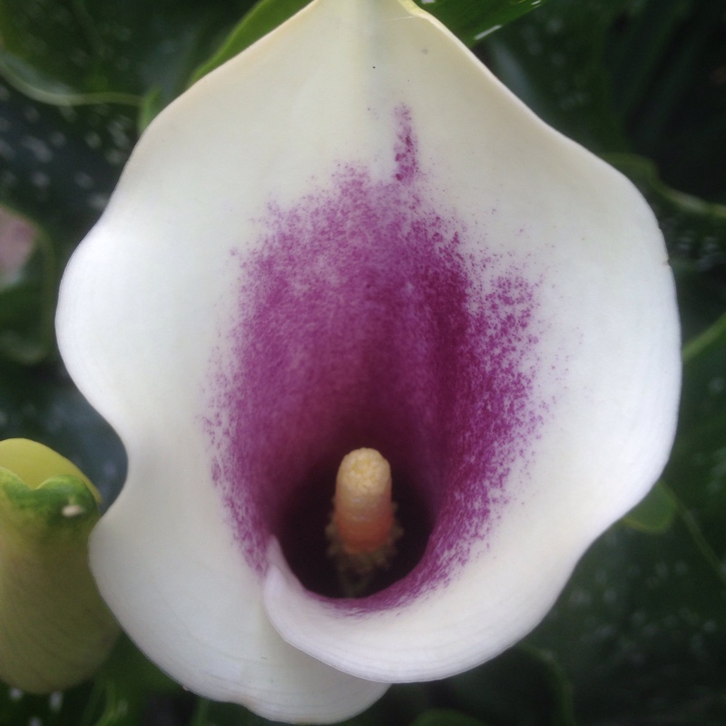 Plant image Zantedeschia elliottiana 'Picasso'