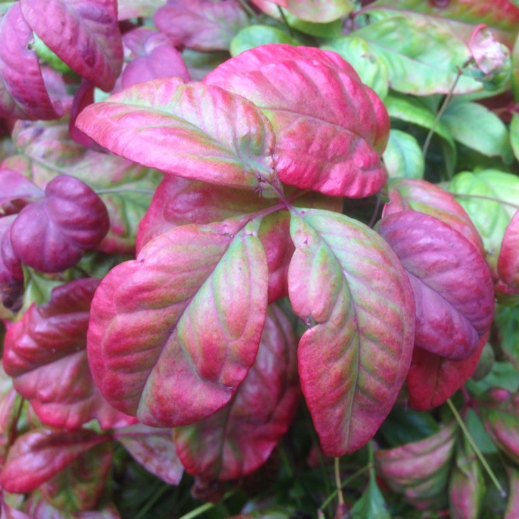 Plant image Nandina domestica 'Blush Pink'