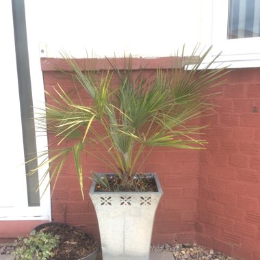 Chamaerops humilis