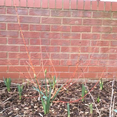 Cornus sanguinea 'Midwinter Fire'