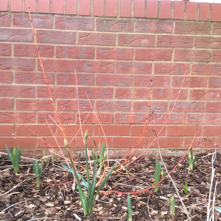 Plant image Cornus sanguinea 'Midwinter Fire'