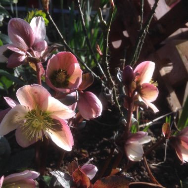 Helleborus x ballardiae 'Candy Love'