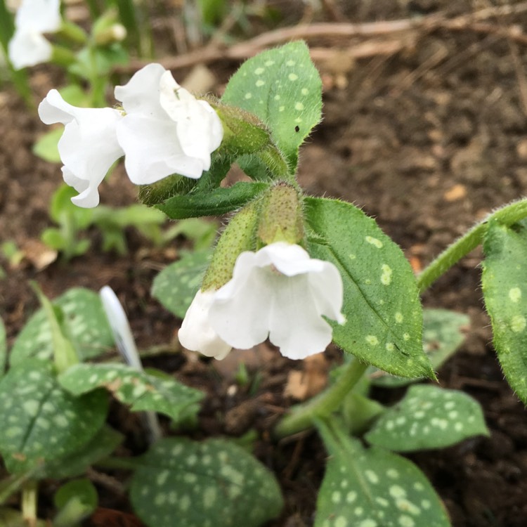 Plant image Pulmonaria officinalis 'Sissinghurst White'