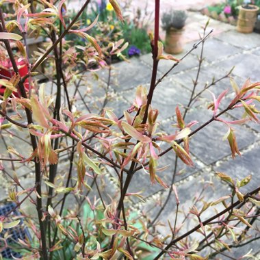 Acer palmatum 'Orange Dream'