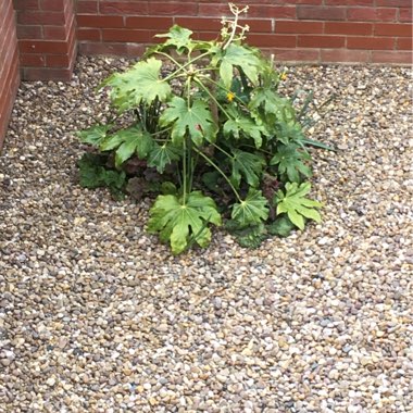 Fatsia japonica  syn. Aralia japonica