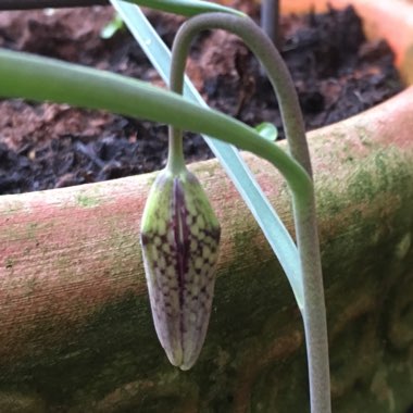 Fritillaria meleagris