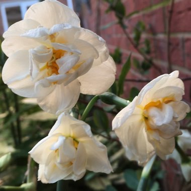 Narcissus 'Bridal Crown'