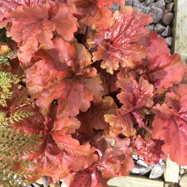 Heuchera Dolce 'Crème Brûlée'