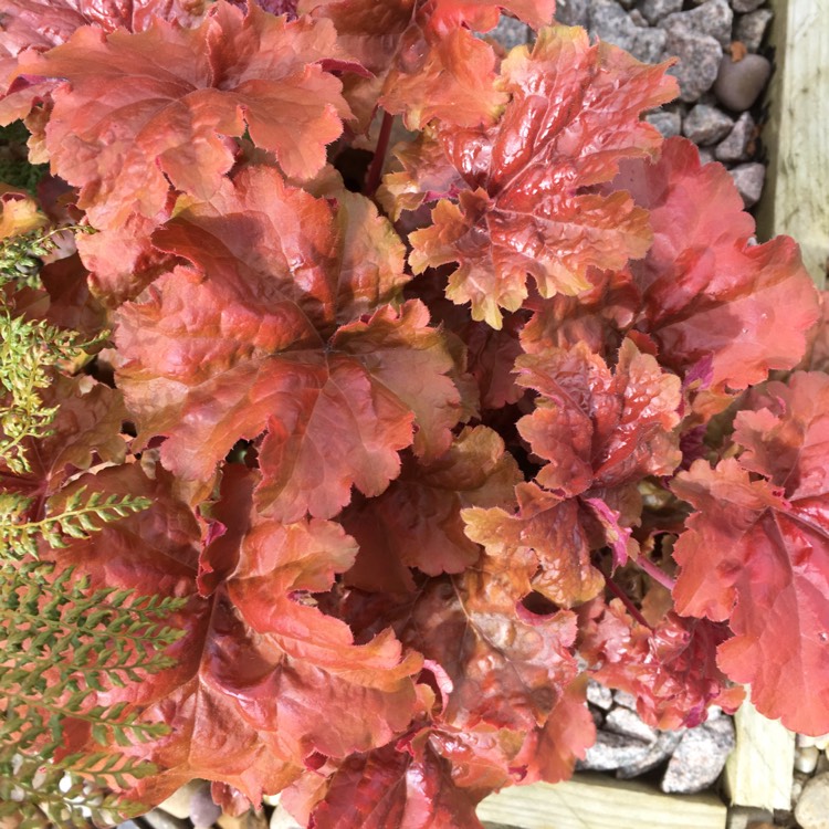 Plant image Heuchera Dolce 'Crème Brûlée'