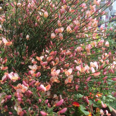 Cytisus x boskoopii 'Apricot Gem' syn. Cytisus 'Apricot Gem'