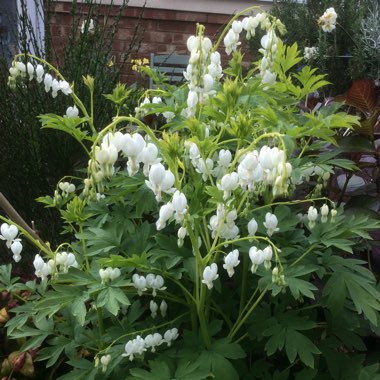 Lamprocapnos spectabilis 'Alba' syn. Dicentra spectabilis 'Alba'