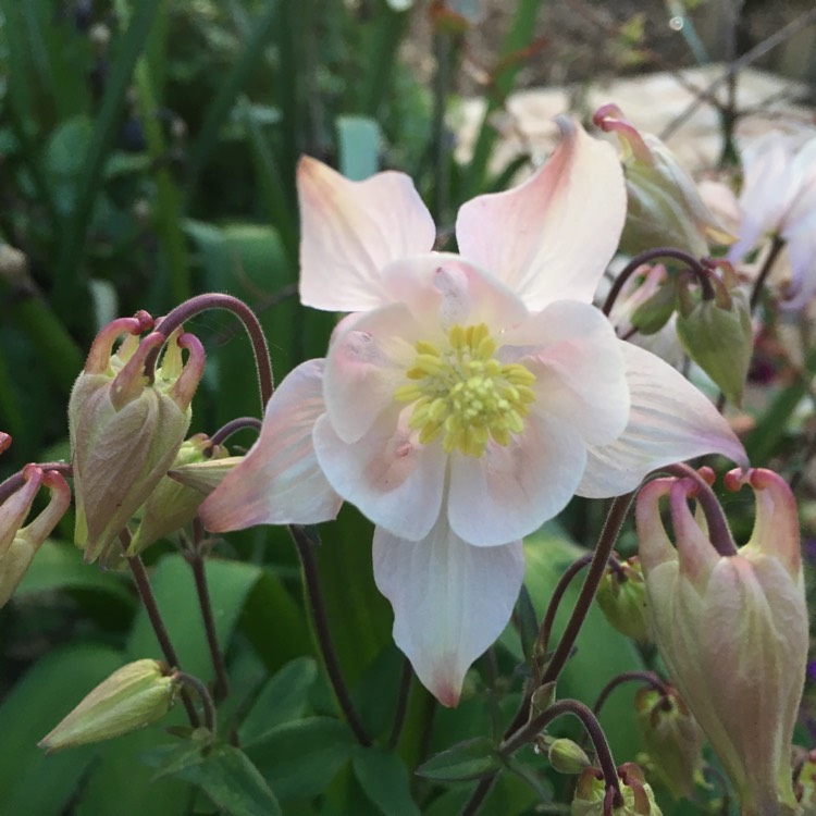 Plant image Aquilegia 'Swan Mixed'