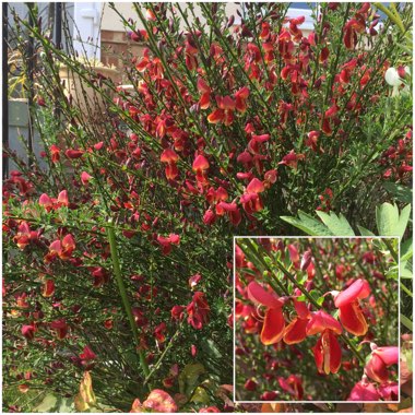 Cytisus x boskoopii 'Boskoop Ruby' syn. Cytisus 'Boskoop Ruby'