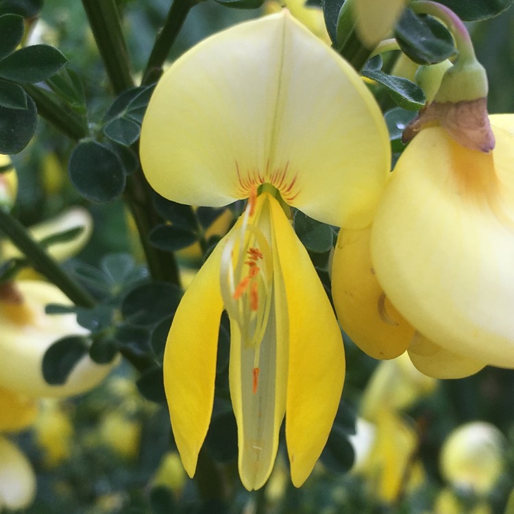 Plant image Cytisus 'Luna'