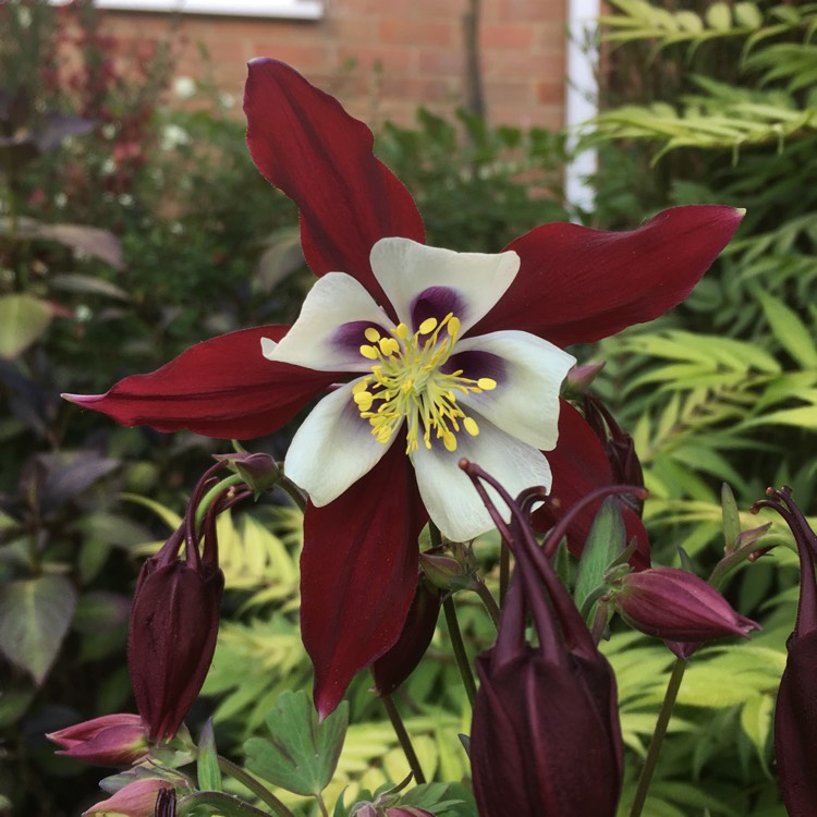 Plant image Aquilegia 'Swan Burgundy and White'