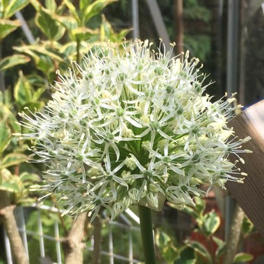 Allium 'Mont Blanc'