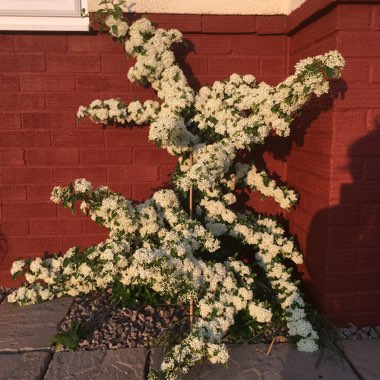 Pyracantha 'Cadange' syn. Pyracantha 'Saphyr Orange', Pyracantha 'Orange Cadence'