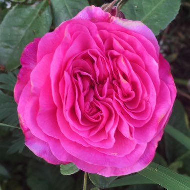 Rosa 'Ausbord' syn. Rosa 'Gertrude Jekyll'