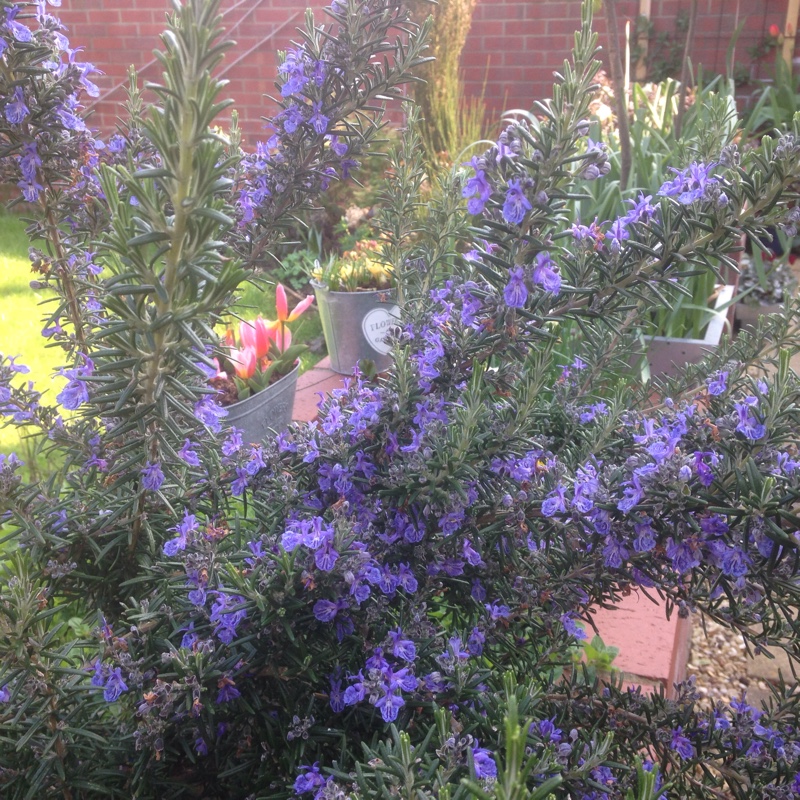 Salvia rosmarinus  syn. Rosmarinus officinalis