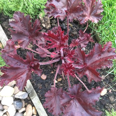 Heuchera 'Melting Fire'