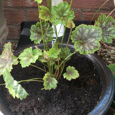 Heuchera 'Marvelous Marble'