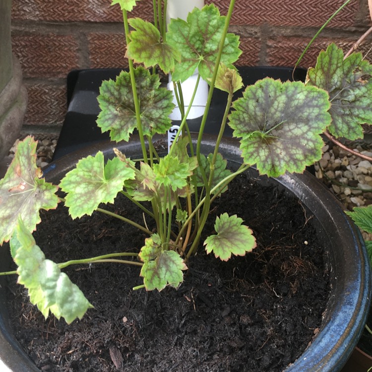 Plant image Heuchera 'Marvelous Marble'