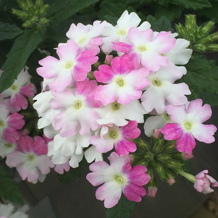 Plant image Verbena 'Tiara Mickey Rose White'